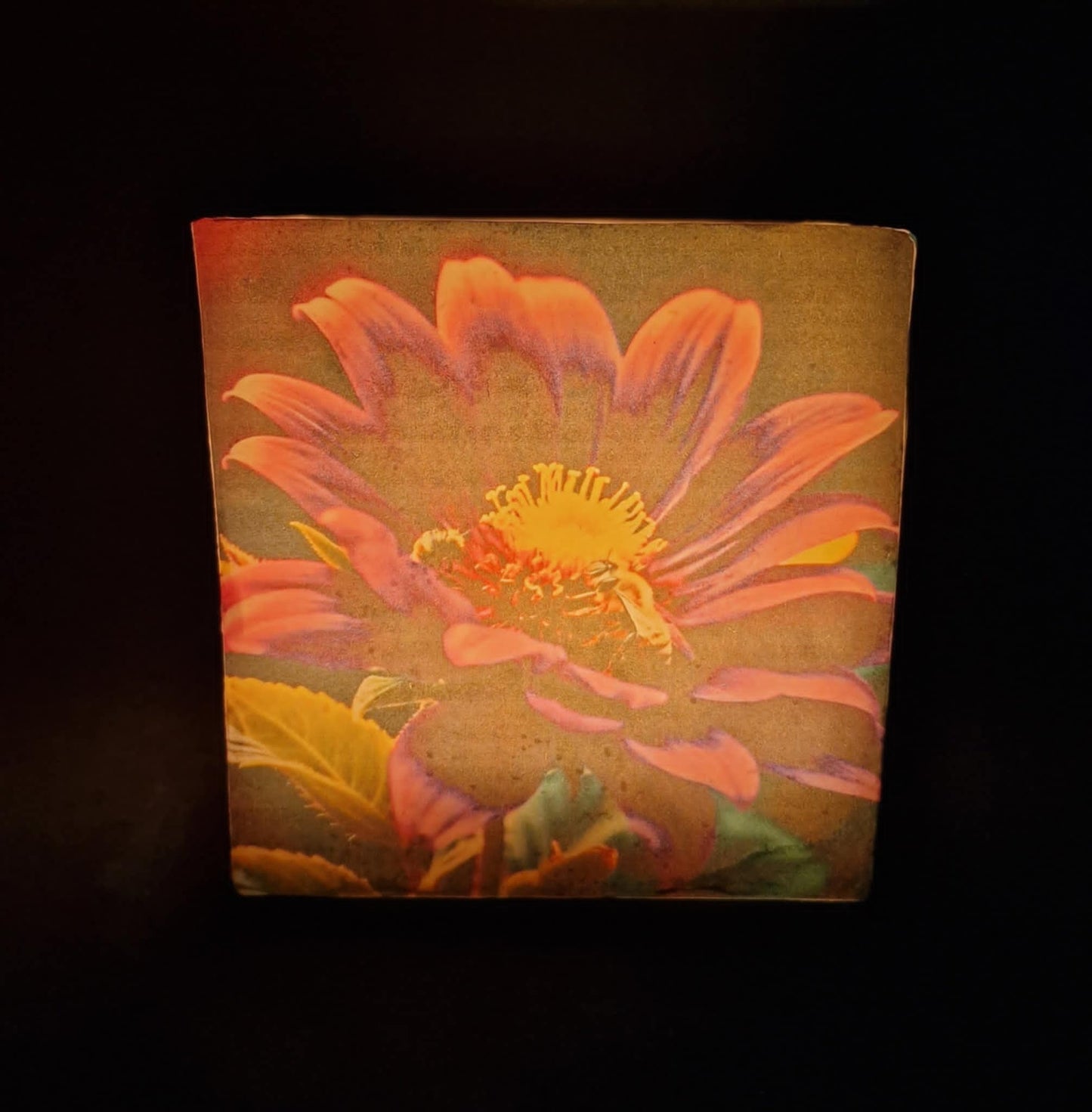 Paarse bloemen met bij