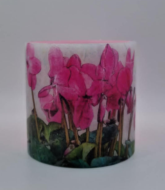 Roze cyclaam