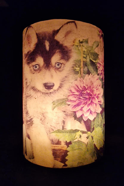 Hond tussen bloeiende dahlia’s