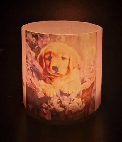 Hond in lila